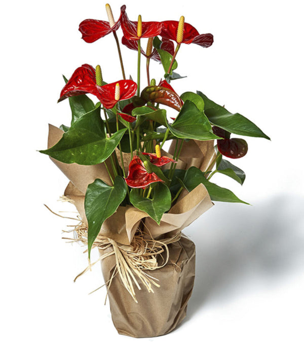 anthurium informacion en español Anthurium (Anturio)