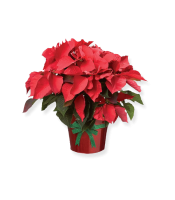 https://www.matiasbuenosdias.com/3835-large_default/planta-navidad.jpg