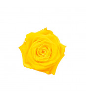 https://www.matiasbuenosdias.com/3901-large_default/copy-of-rosa-negra-preservada.jpg