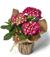 https://www.matiasbuenosdias.com/4252-large_default/hortensia.jpg