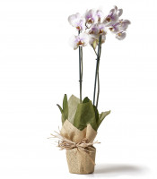 https://www.matiasbuenosdias.com/4255-large_default/orquideas.jpg