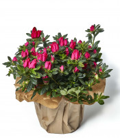 https://www.matiasbuenosdias.com/4259-large_default/azalea.jpg