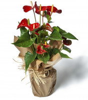 https://www.matiasbuenosdias.com/4262-large_default/anthurium.jpg
