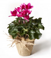 https://www.matiasbuenosdias.com/4270-large_default/cyclamen.jpg