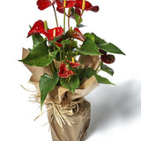 Anthurium