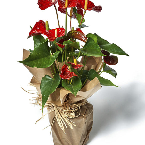 Anthurium