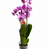 Orquídies