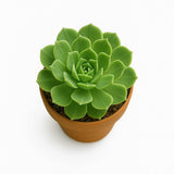 Mini Planta Decorativa con Maceta