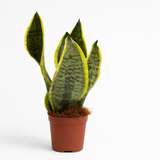Sansevieria 'Laurentii' (Lengua de Suegra) | Planta de Interior Súper Resistente