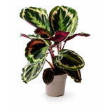 Maranta Variada