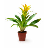 Guzmania