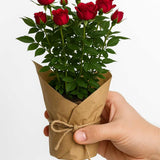 Rosal